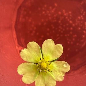 Meet your Posher, Claudia